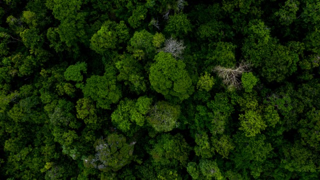 Canopy Green mood