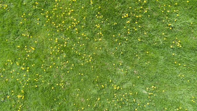 Meadow Green mood